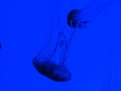 -沈阳海洋探索中心