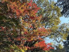 -鸡鸣汤包(红山动物园店)
