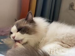 -艾贝尔宠物医院·24H转诊中心·肿瘤猫专科(江宁双龙店)