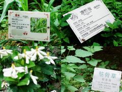 -广州神农草堂中医药博物馆
