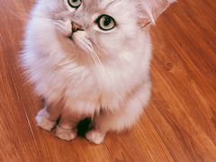-猫友咖啡店(玉林西路店)