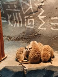 -Zoolung Zoolung动物主题公园(海信广场店)