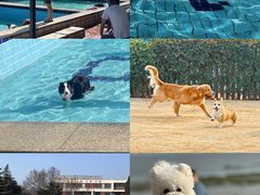 -趣玩宠物乐园寄养训犬训狗游泳池