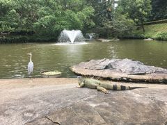 -新加坡飞禽公园