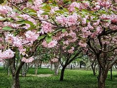 -莲花池公园