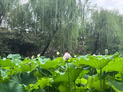 -桂湖森林公园
