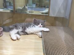 -屋虎猫馆(宝安大仟里店)