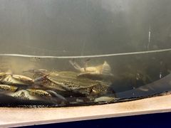 -海天盛宴新派海鲜自助餐厅(群力店)