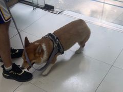 -关爱动物医院·心脏·中兽医·异宠(金牛路分院)