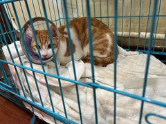 -宠物星动物医院·眼科·异宠·猫科(江南大道总院)