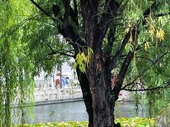 -大理洱海