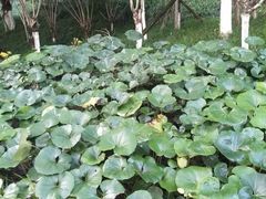 -重庆彩云湖湿地公园
