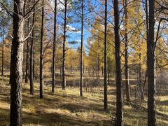 -塞罕坝国家级自然保护区