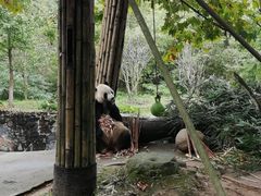 -都江堰中华大熊猫苑