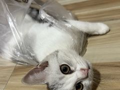 -博特宠物医院24h犬猫全科.骨科·异宠