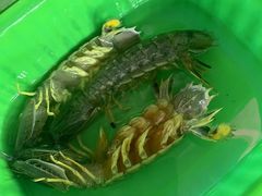 -班赞海鲜市场胖阿姨加工点
