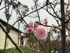 -天适樱花悠乐园