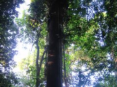 -武吉知马自然保护区