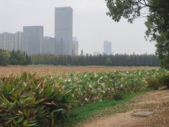 -艾溪湖湿地公园