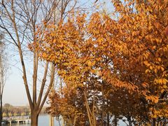 -西安浐灞国家湿地公园