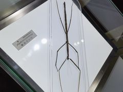 -上海昆虫博物馆