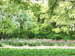 -上海共青森林公园