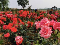 -武汉紫薇都市田园