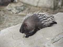 -黔灵山公园