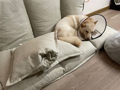 -柴迷FANS CLUB·柴犬狗咖·猫咖