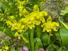 -北京植物园-展览温室