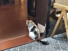 -猫岛主趣味餐厅(鼓浪屿店)