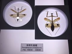 -上海昆虫博物馆