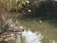 -吴淞炮台湾湿地森林公园烧烤区