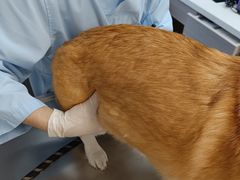 -爱妮康宠物医院·干细胞免疫细胞·肿瘤·心脏(张江店)