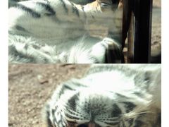 -云南野生动物园