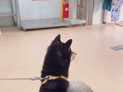 -瑞派·关忠动物医院·猫专科·犬专科(三环新城店)