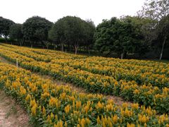 -松山湖梦幻百花洲