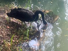 -乌村