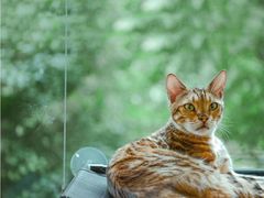 -猫和宫(六道口店)