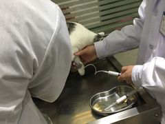 -暖阳宠物医院·犬猫康复中心·骨科