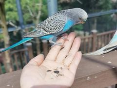 -燕塞湖鸟语林景区