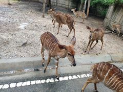 -清迈夜间动物园