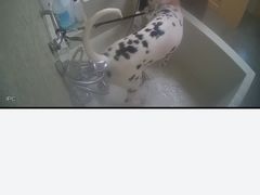 -帕帕拉兹宠物(亚洲旗舰店)