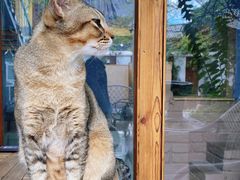 -喵屿·大理花园猫咖