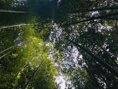 -雁南飞茶田景区