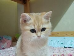 -宠颐生宠物医院外科·内科·皮肤科·影像科(石龙店)