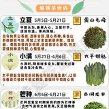 24节气喝茶图鉴🍃解锁茶密码