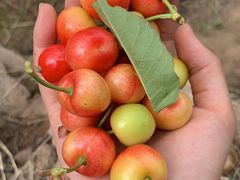 -老张烤羊(王哥庄店)