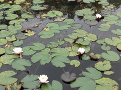 -微山湖红荷湿地景区