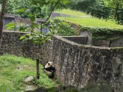 -都江堰中华大熊猫苑